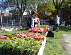 Le 19 mai, c’est la Fête de l’agriculture urbaine et la distribution de fleurs!