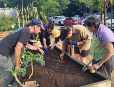 Une deuxième belle saison au potager Nourrir Centre-Sud!