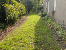 Implantation d’une pelouse diversifiée dans la ruelle verte de la Petite Pologne