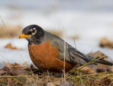Pratiques écologiques : pas trop vite les interventions au jardin